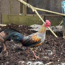 Sonnerat Junglefowl