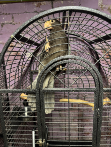 GREATER VASA PARROT