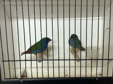 Forbes parrot finch pair
