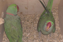 Breeding pair of Alexanderines 