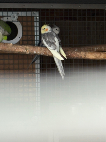Breeding pair cocktiels