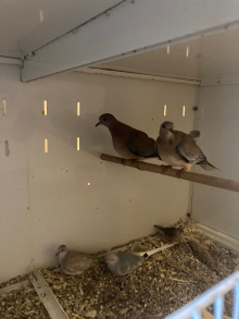 Doves for sale 