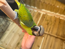 Female moustache parakeet 