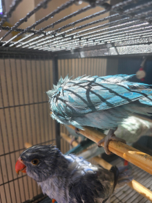 Baby Ringnecks