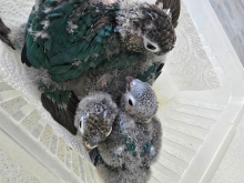 Handreared Turquoise conures