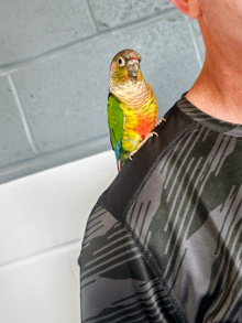 Hand reared Green Cheek Conure 
