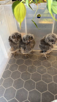 Western Screech owlets 