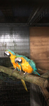 IMG-20260527-WA0010