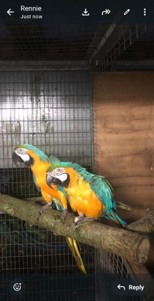 Macaws 