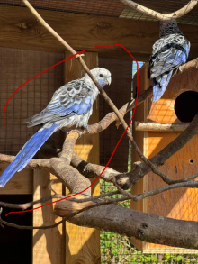 Male Blue Pennant 