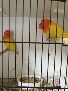 WANTED OPALINE FISCHER LOVEBIRDS 