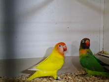 Quality birds