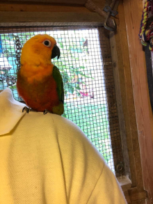 Tame Jandaya Conure 