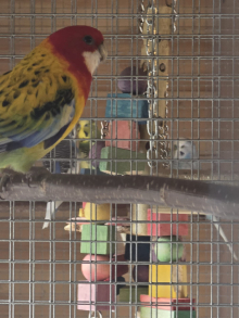 Corse & Staunton bird sale