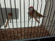 Sydney Waxbills