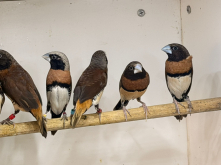 Quality birds