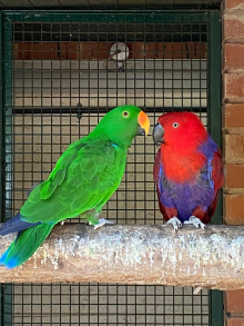 Red sided elclectus Pair