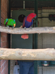 Young pair Red Sided Eclectus Parots