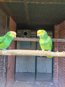Pair Magna Double yellow headed amazons