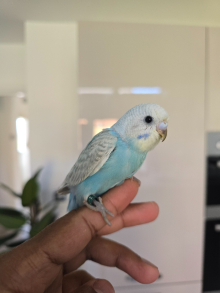Hamdreared baby budgie