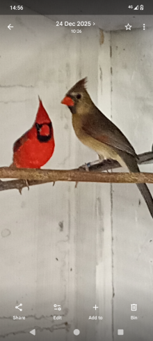 Northern cardinal pair