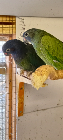Blue headed pionus pair