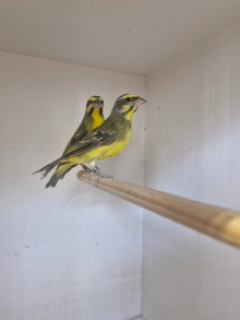Green singing finch