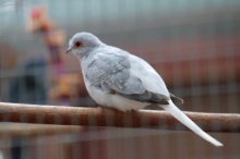 Diamond Doves White Rumped Silvers