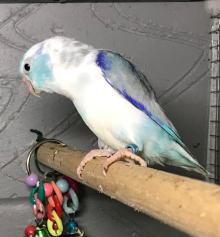 Celestial Parrotlets Blue Pied