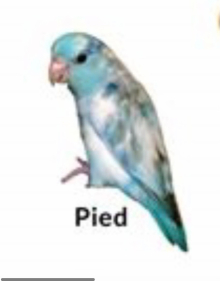 Celestial Parrotlets Blue Pied