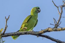 Yellow naped Amazon cock 