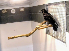 Common Raven