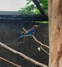 Lilac Roller Proven Pair