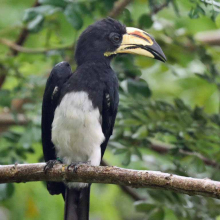West African pied hornbill 
