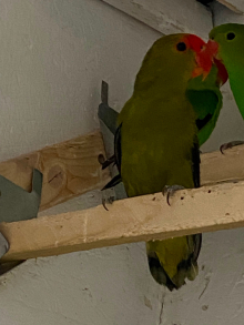 Lovebird