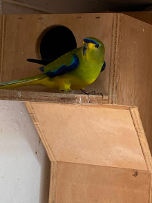  parakeets for sale