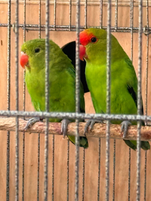 Abyssinian lovebirds 