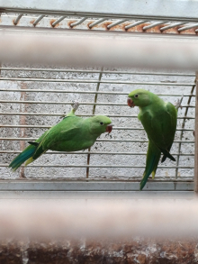 5 green ringnecks