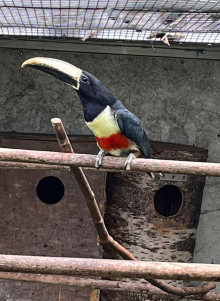 Female Black Necked Aracari