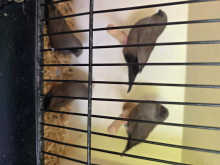 Charcoal zebra finches visual 