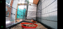 Native bullfinch 