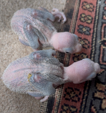 Handreared Silly Tame Alexandrine Babies