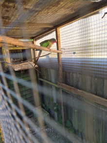 Birds for sale