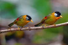 Silver eared mesia 