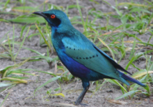 Cock Lesser Blue Eared Starling