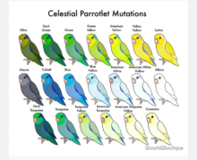 Fallow Pied Celestials