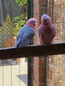 Proven breedig pair galah cockatoos 