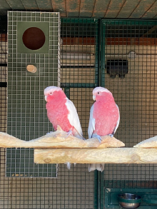 Proven breeding pair Galah Cockaoos