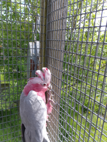 Yellow Thigh Pair & Galah Male 