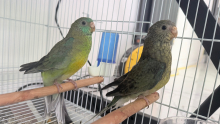 3 month old Red Rumped Parrots 